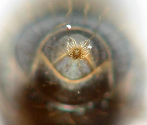 Réf. 123 644 : Lasius platythorax