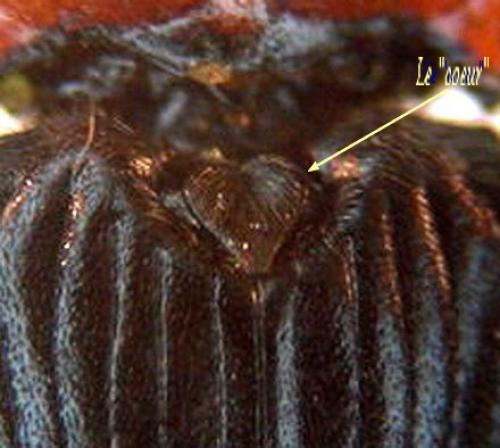 Réf. 123 093 : Cardiophorus sp.