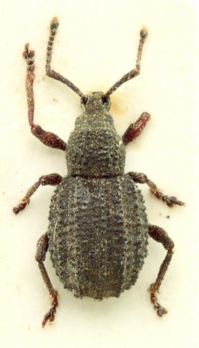 Réf. 123 202 : Otiorhynchus porcatus