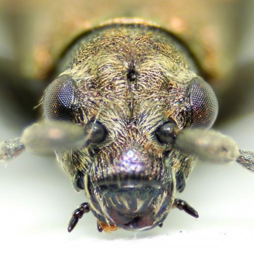Réf. 123 213 : Donacia marginata