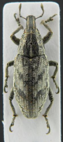 Réf. 123 201 : Cleonis pigra