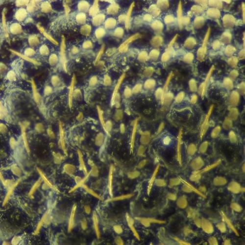Réf. 123 210 : Otiorhynchus singularis