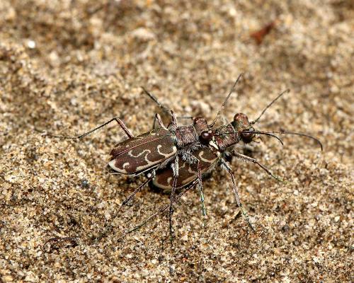 Réf. 123 677 : Cylindera arenaria