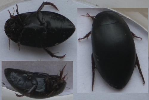 Ilybius sp.