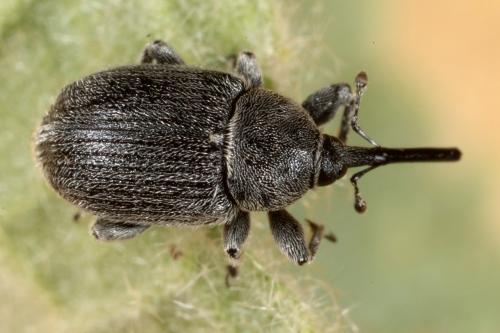 Rhinusa asellus