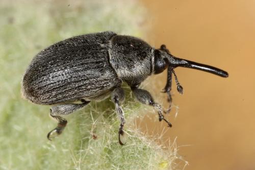 Rhinusa asellus