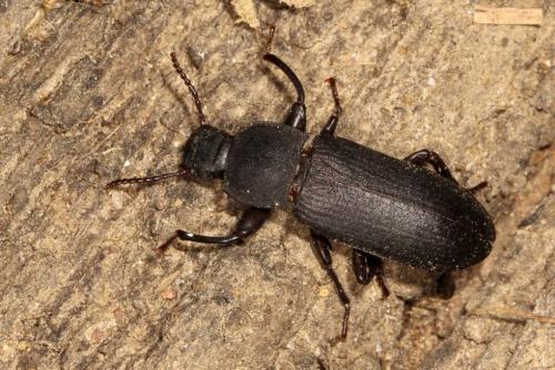 Tenebrio sp.