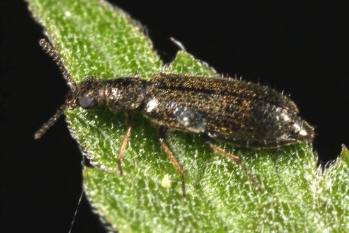 Réf. 123 432 : Dasytes virens
