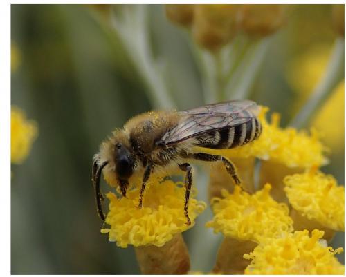 Réf. 123 240 : Colletes daviesanus