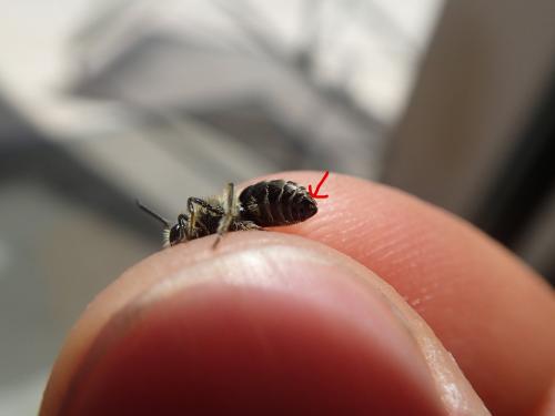 Colletes daviesanus
