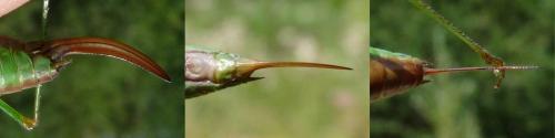 Réf. 123 868 : Conocephalus dorsalis