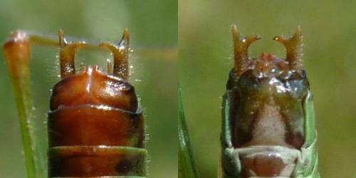 Réf. 123 871 : Conocephalus dorsalis
