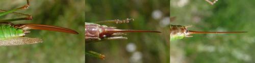 Conocephalus fuscus