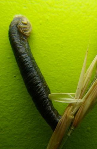 Coleophora sp.