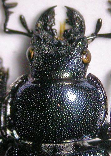 Réf. 123 911 : Platycerus caraboides