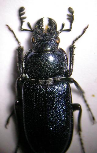 Réf. 123 910 : Platycerus caraboides
