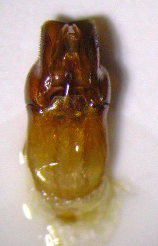 Réf. 123 909 : Platycerus caraboides
