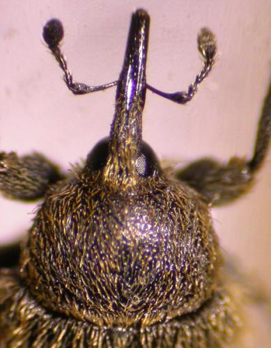Rhinusa tetra
