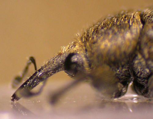 Rhinusa tetra
