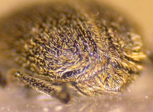Rhinusa tetra