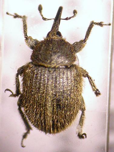 Rhinusa tetra