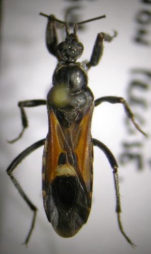 Peirates hybridus