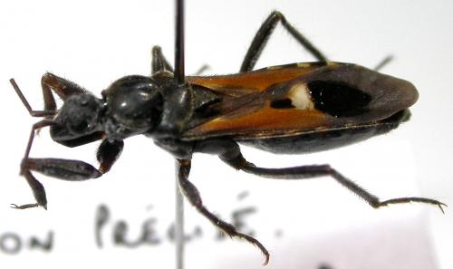 Peirates hybridus