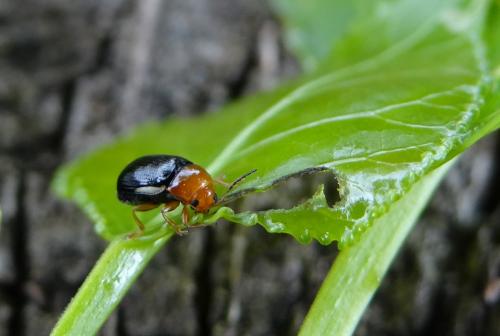 Réf. 123 992 : Cryptocephalus rufipes