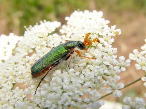 Réf. 123 587 : Cerocoma schreberi