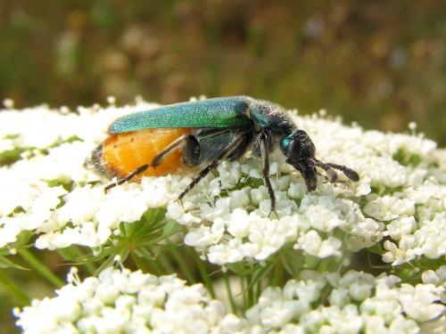 Cerocoma schreberi