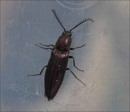 Ctenicera cuprea