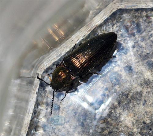 Ctenicera sp.