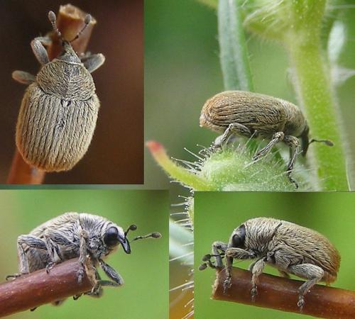 Réf. 123 305 : Rhinusa sp.