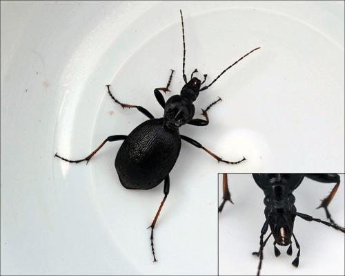Réf. 123 410 : Cychrus attenuatus