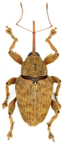 Réf. 123 818 : Curculio pellitus