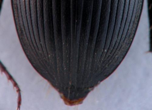 Acrossus luridus