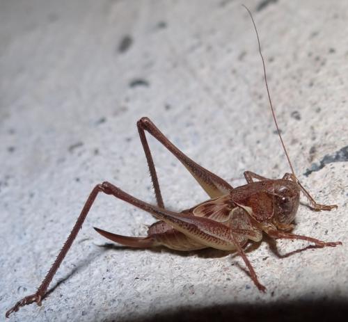 Réf. 123 710 : Platycleis albopunctata