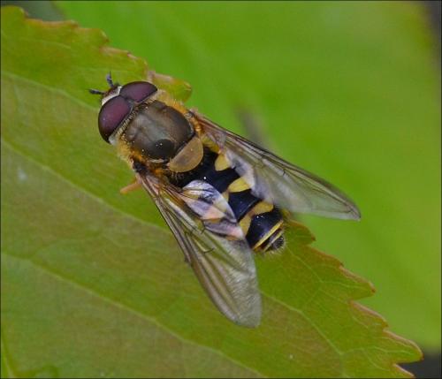 Syrphus sp.