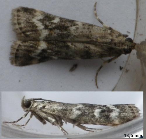 Réf. 123 562 : Dioryctria sp.