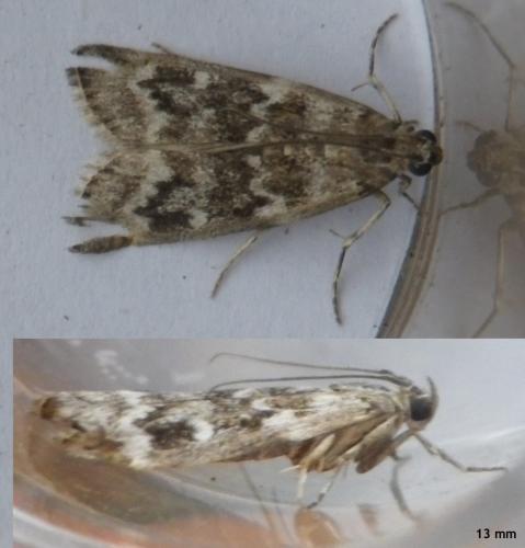Réf. 123 563 : Dioryctria sp.