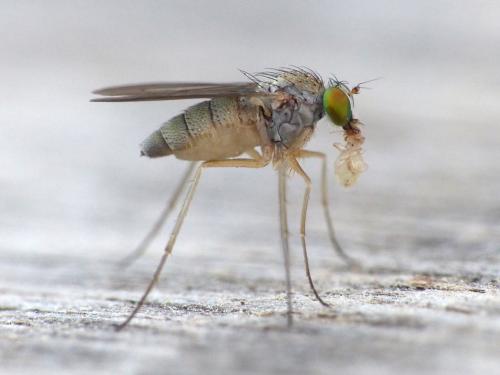 Réf. 123 672 : Sciapus sp.