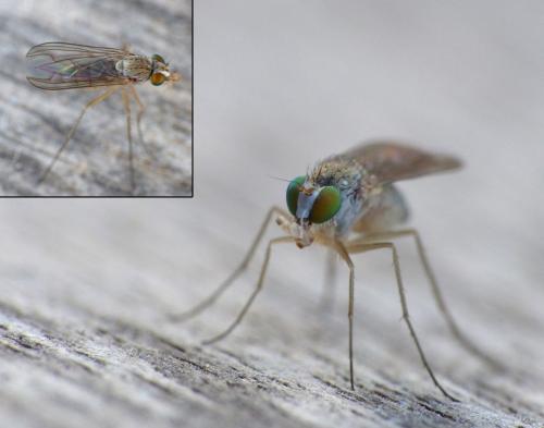Sciapus sp.
