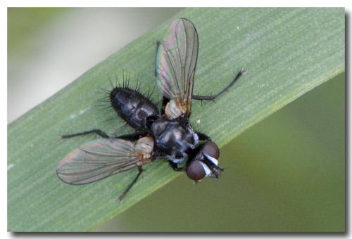 Réf. 123 988 : Phania funesta