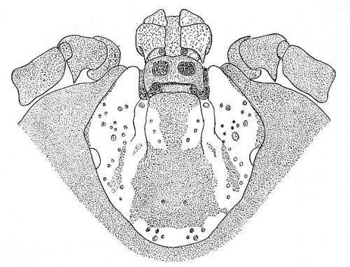 Réf. 123 765 : Dermacentor reticulatus