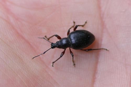 Réf. 123 228 : Otiorhynchus tenebricosus