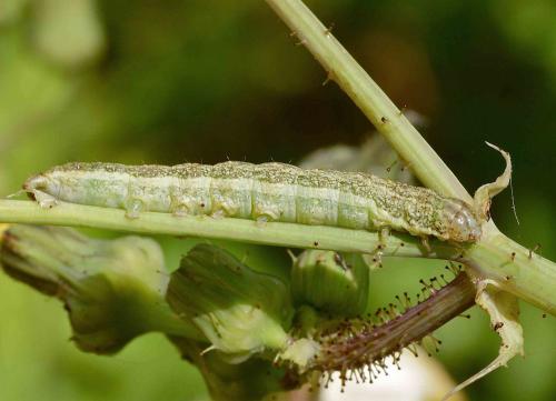 Réf. 123 793 : Hecatera bicolorata