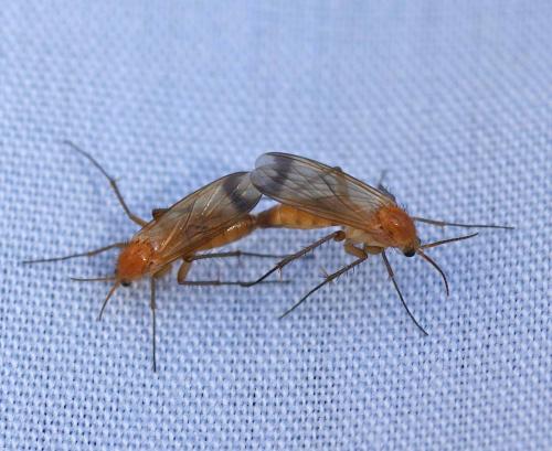 Leia fascipennis