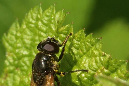 Cheilosia sp.