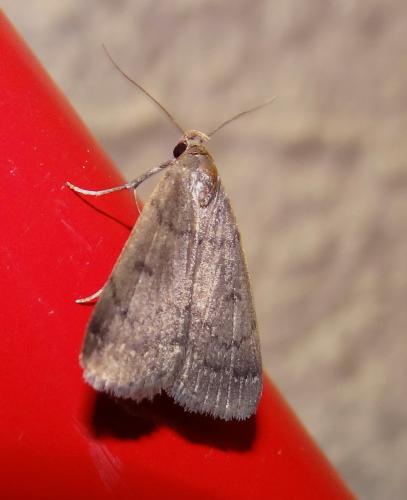 Réf. 123 157 : Nodaria nodosalis