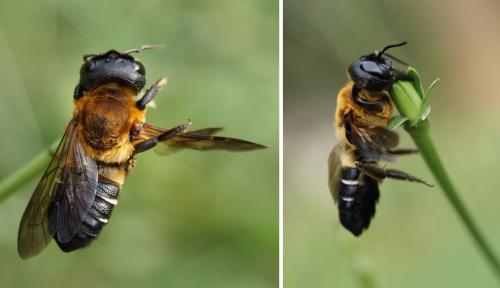 Megachile sculpturalis
